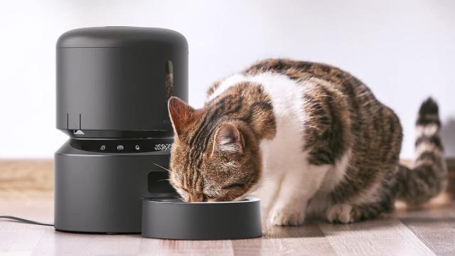 The Best Pet Feeders to Grab if You’re Sick of Your Cat Biting Your Face off at 3AM