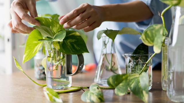 15 of the Easiest Plants to Propagate