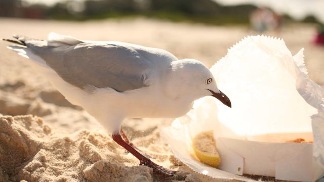 How to Stop Seagulls From Stealing Your Chips