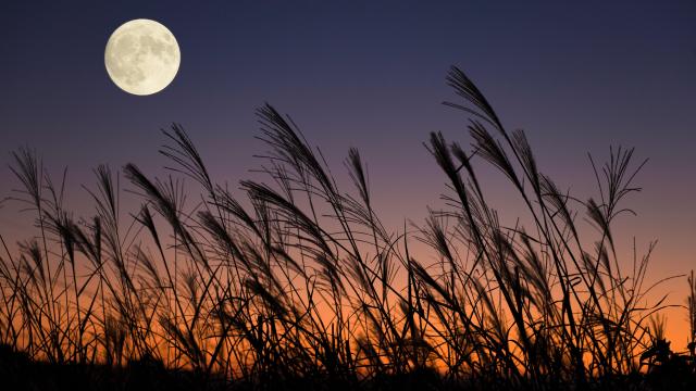 When to See the Full Harvest Moon Shine in September