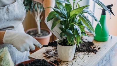 How Much Your Plants Will Really Cost You Over Time