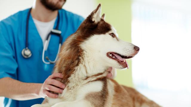 How to Train Your Dog to Like the Vet