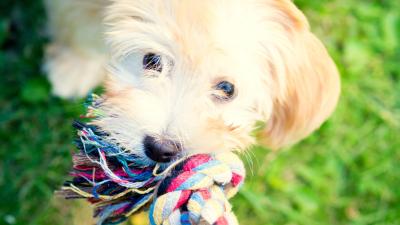 Hypoallergenic Dogs Don’t Exist, But These Breeds Are the Most Allergy-Friendly