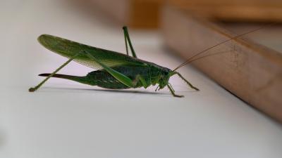 The Difference Between Grasshoppers and Crickets (and How to Prevent Both From Invading Your Home This Autumn)