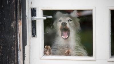 How to Get Your Dog to Stop Barking at the Postie