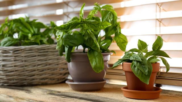 How to Transition Your Plants Indoors
