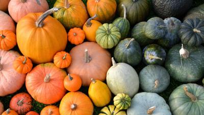How (and When) to Harvest Pumpkins