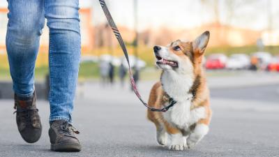 How Much You Really Earn As a Dog Walker