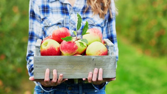 Avoid ‘Pick-Your-Own’ Apple Orchards If Your Goal Is Saving Money
