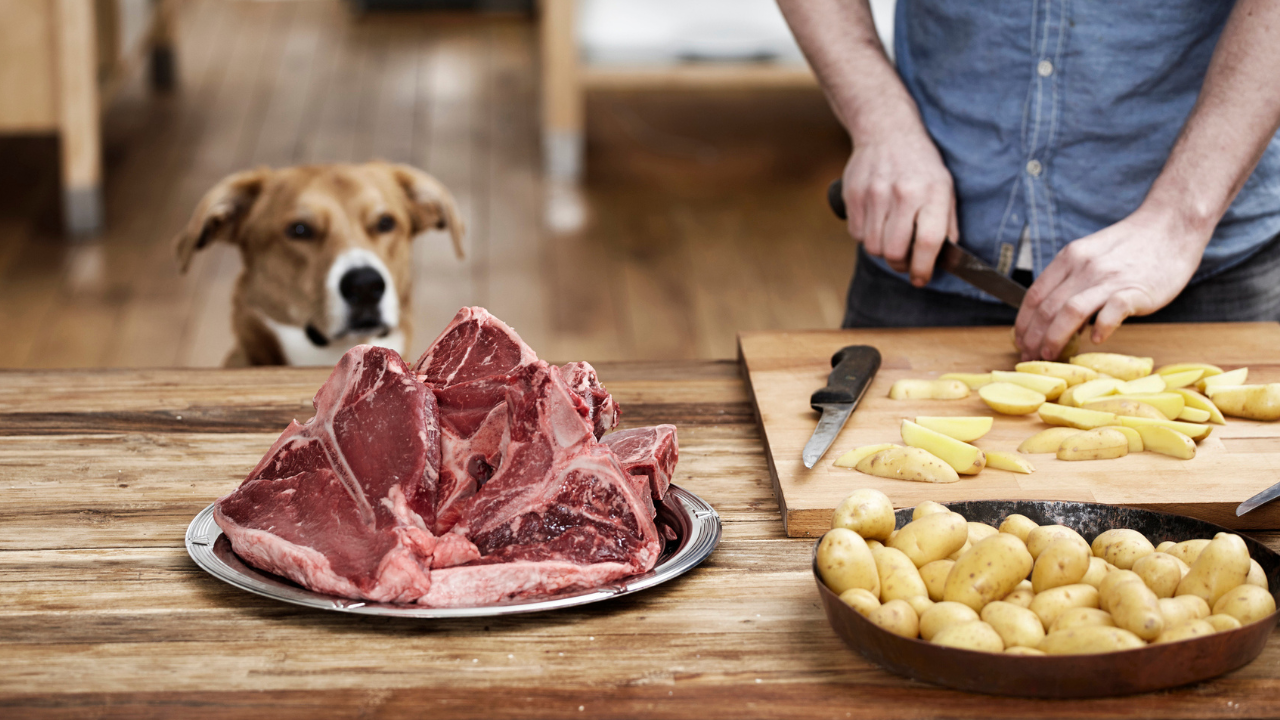 Dog looking at raw meat