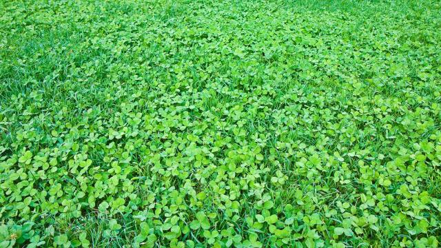 Grow a Clover Lawn That You Barely Have to Mow