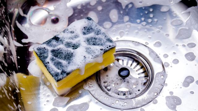 Your Kitchen Sponge Is Rank
