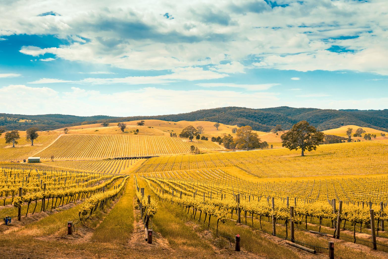 wine regions australia