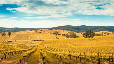 The Best Aussie Wine Regions to Keep In Mind if You Could Use a Drink