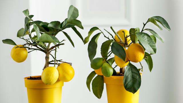 12 Fruit Trees You Can Actually Grow Indoors