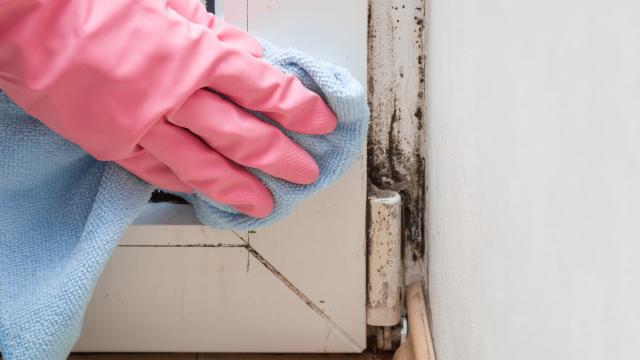 So, Your Rental Is Mouldy AF: Who Is Responsible for Sorting That Out?