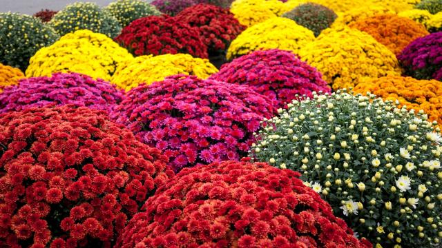 Don’t Throw Out Your Autumn Mums