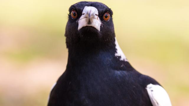 Can You Befriend a Magpie?
