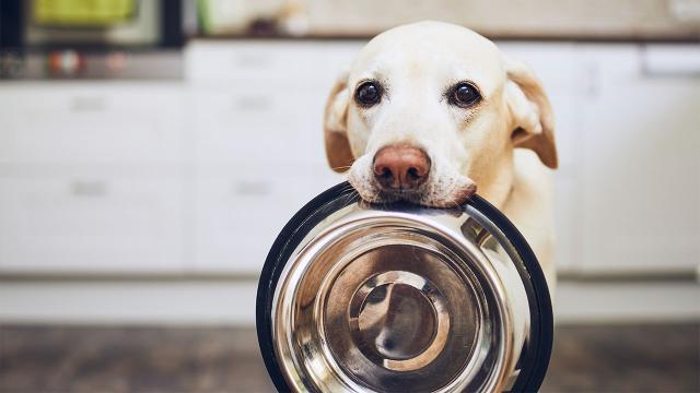 How Does Freeze-Dried Dog Food Stack Up Against the Fresh Stuff?