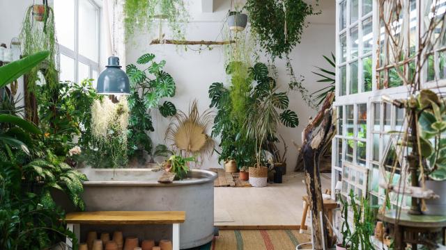 13 Plants You Probably Shouldn’t Even Try to Grow Indoors