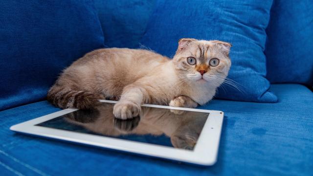 Distract Your Cat With These Video Game Apps