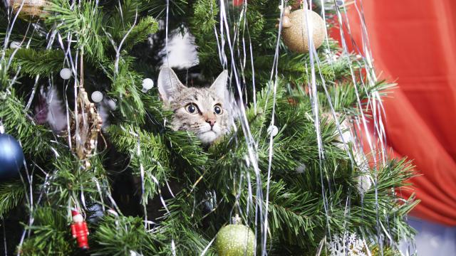Toxic Christmas Tree Water, and Other Holiday Pet Dangers You Never Knew About