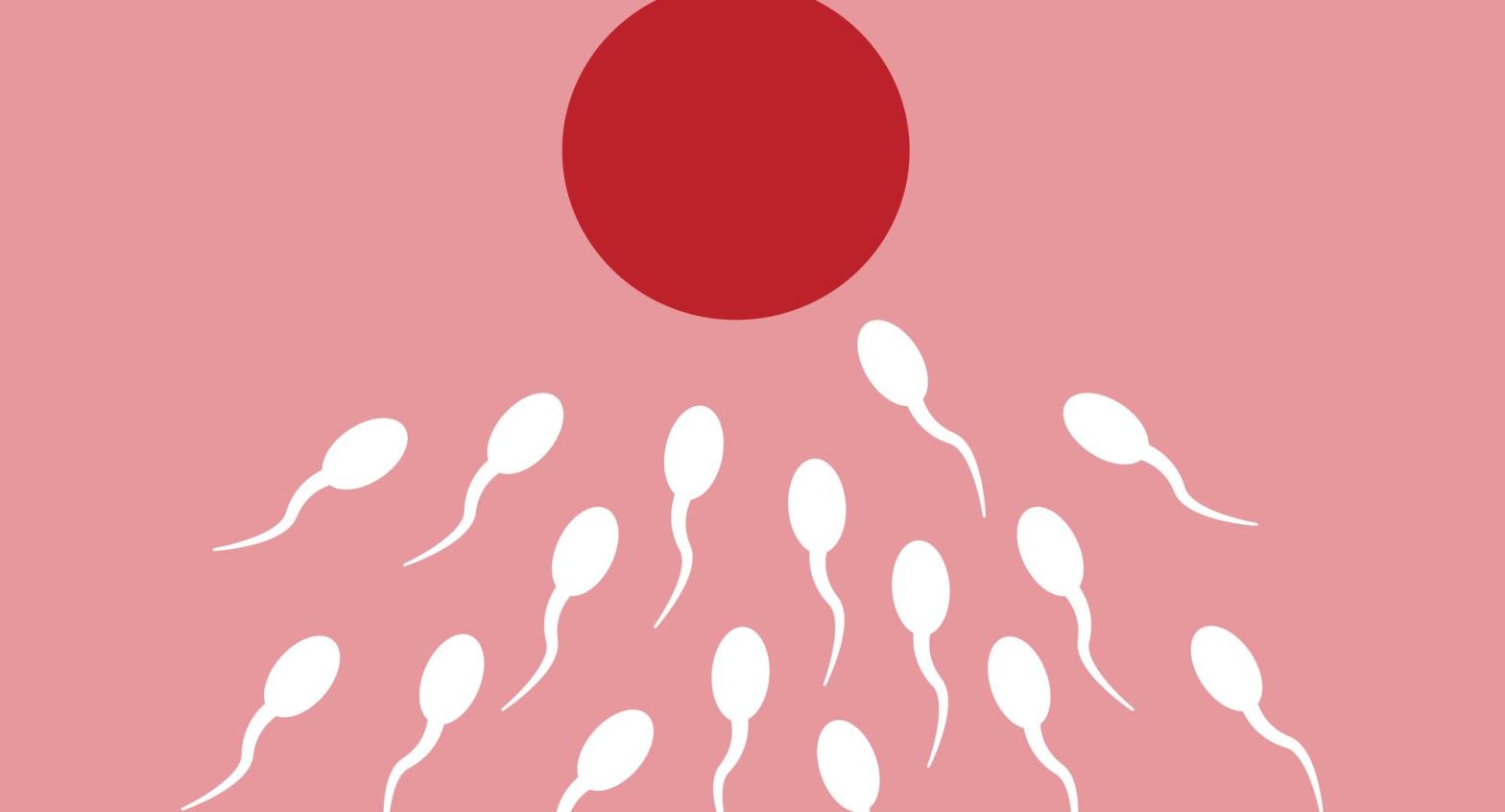 sperm egg donor