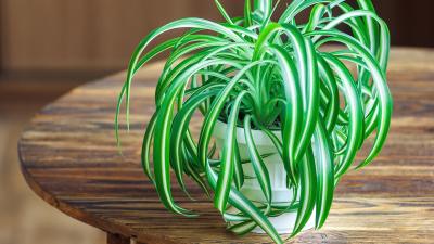 These Houseplants Don’t Need Pots With Drainage