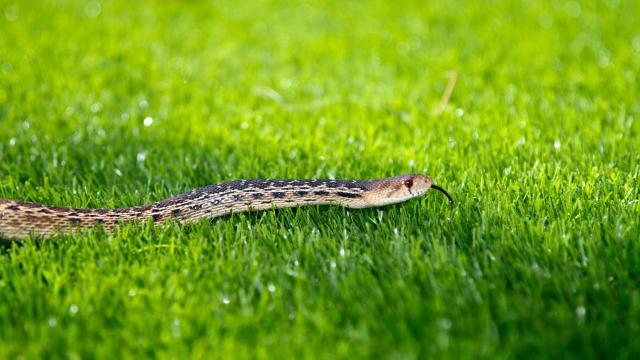 You Can Design Your Garden to Deter Snakes