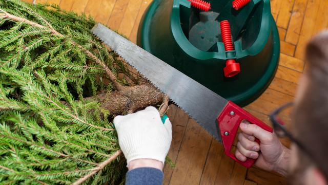 Stop Using These ‘Hacks’ That Will Dry Out Your Christmas Tree