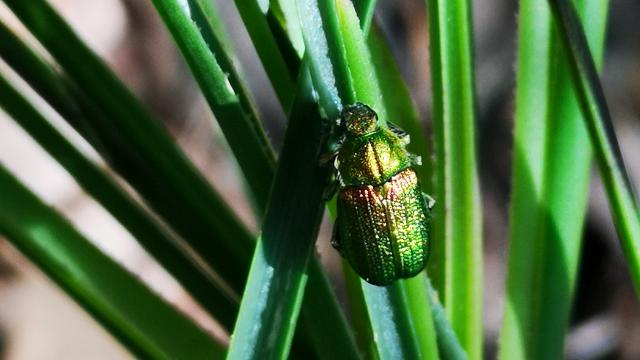 Why You’re Seeing Less Christmas Beetles, and More of Other Bugs Right Now