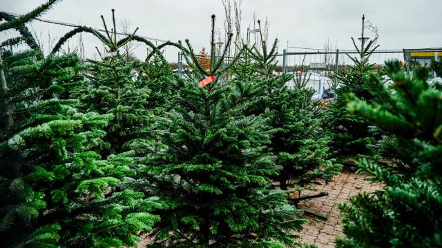 The Best Places to Buy Real Christmas Trees in Australia
