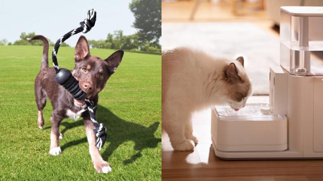 8 of the Best Gifts You Can Buy for Pets and Their Owners This Christmas