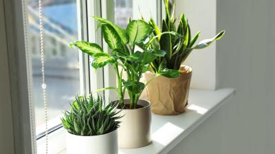 You Should Be Rotating Your Houseplants