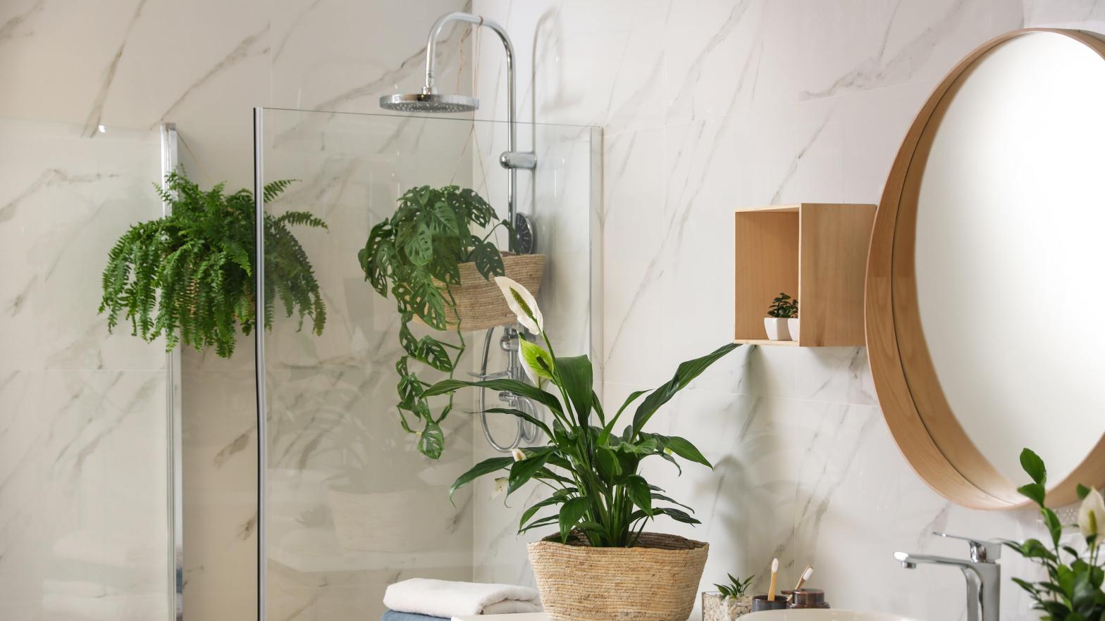 plants in shower Photo: New Africa, Shutterstock
