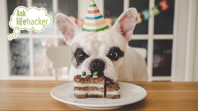 Ask LH: Is a Dog Year Really Equivalent to 7 Human Years?