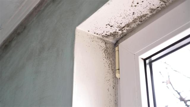 Check These Spots in Your House for Hidden Mould