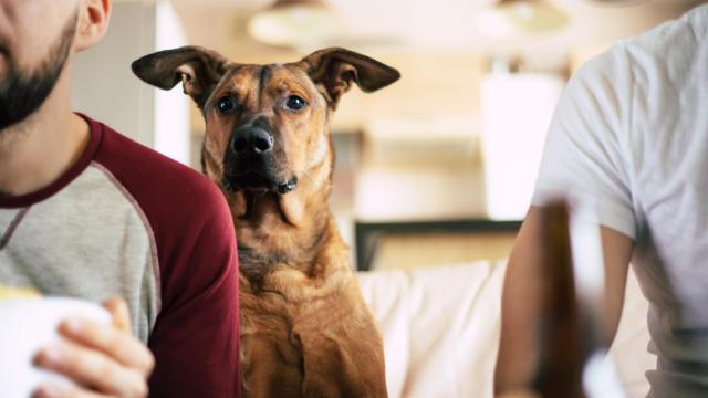 Don’t Let Your Dog Eat These Popular Super Bowl Party Foods