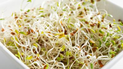 You Should Probably Never Eat Sprouts, Like Ever