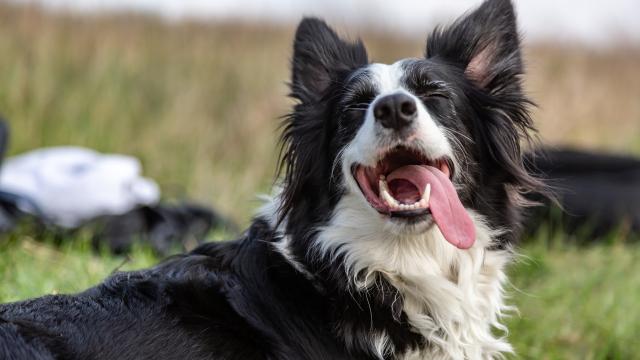 How to Keep Your Pooch From Overheating During Summer