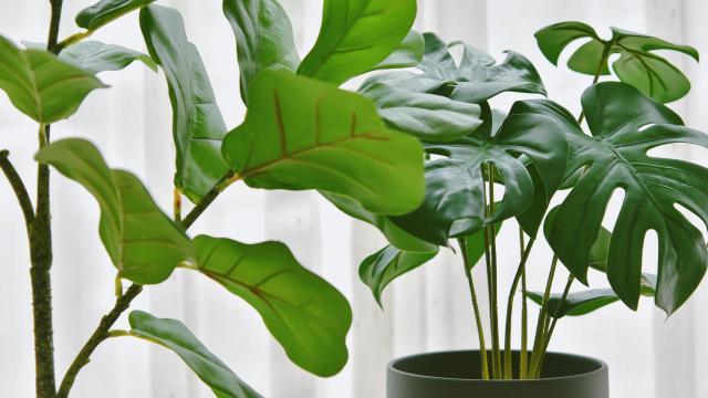 The Easiest Ways to Make Your Fake Plants Look Real