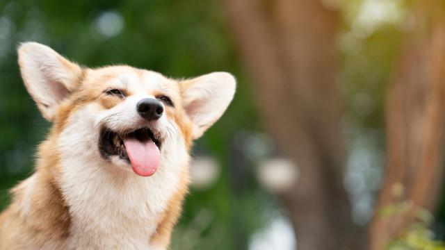 How to Keep Your Pooch From Overheating This Summer