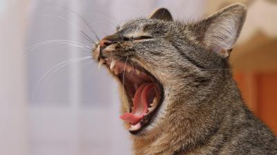 How to Tell If Your Cat’s Teeth Are Hurting