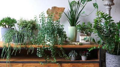 How to Cultivate a Houseplant Collection on a Budget