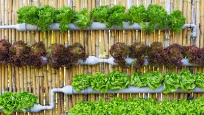 11 Spectacular Vertical Gardens You Can Grow in Small Spaces