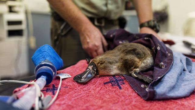 An Expert’s Guide to Helping Injured Wildlife in Australia
