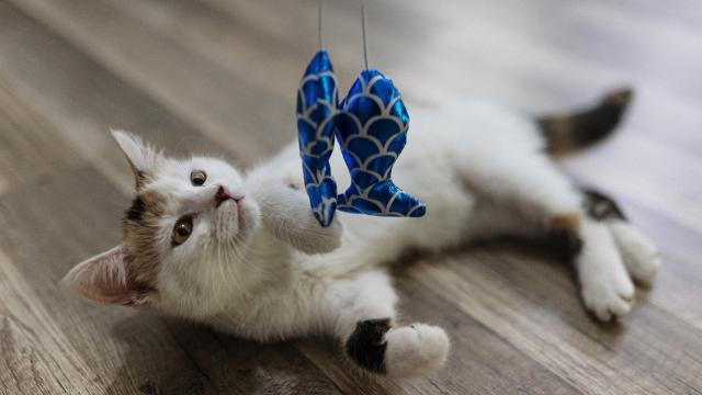 6 Toys You Should Never Give Your Cat