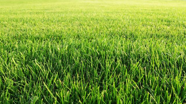 14 Things You Should Never Do to Your Lawn