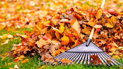 5 Tips for Getting Your Lawn Looking Lush in Autumn
