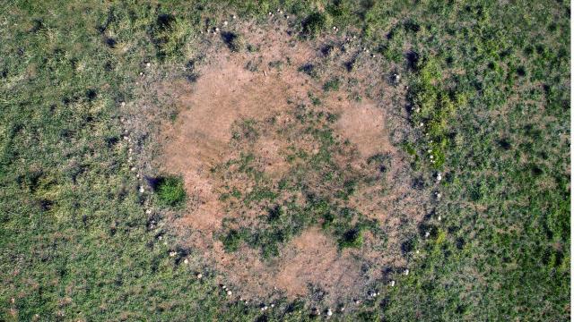What Does First Nation’s Knowledge Say About These ‘Mysterious Fairy Circles’ in Australian Deserts?